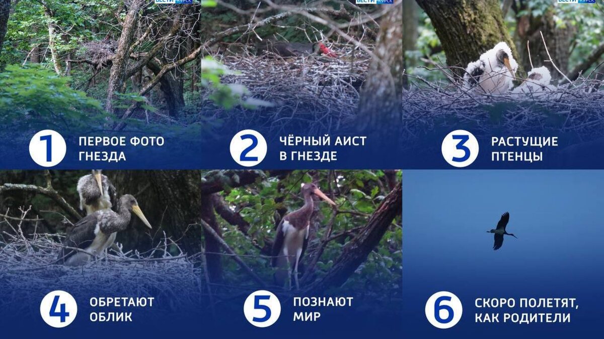    В Курской области впервые удалось обнаружить и сфотографировать жилое гнездо черного аиста
