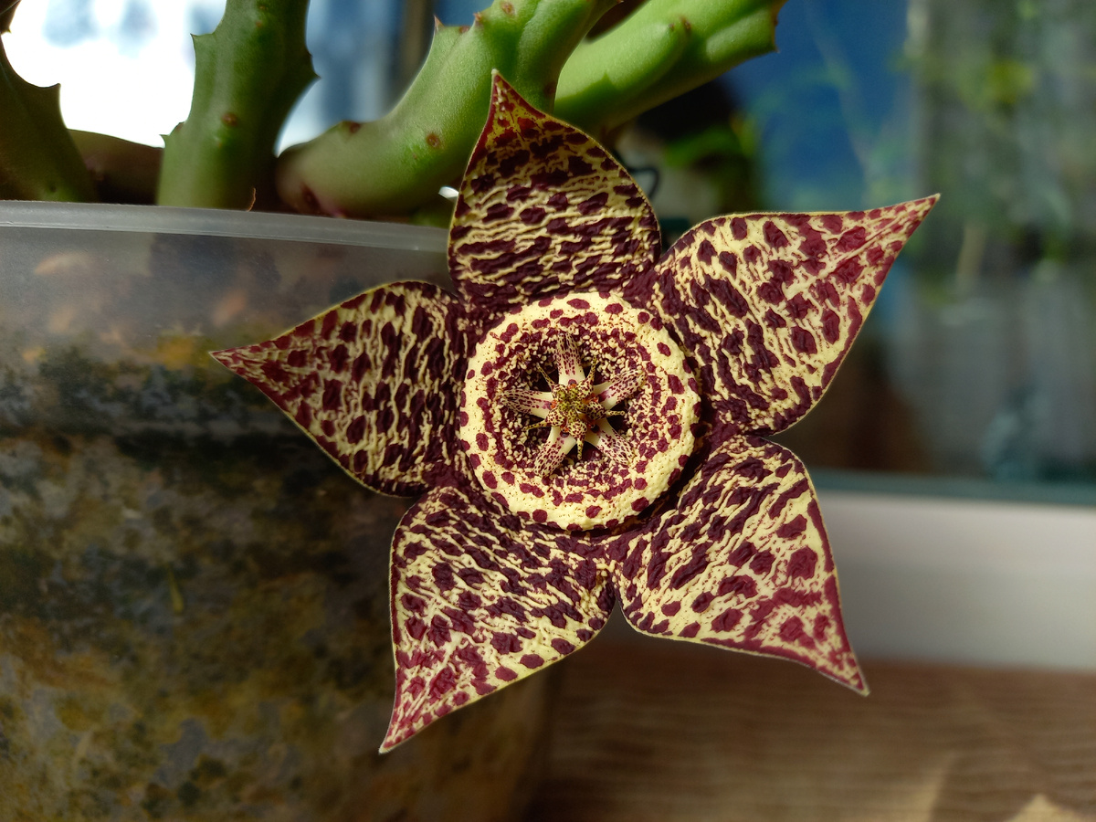 Орбея Вариегата. Фото автора