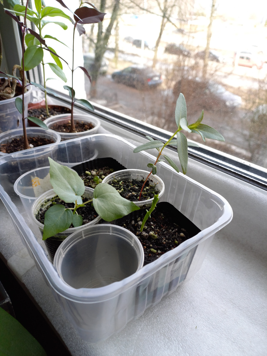 Маленькая зеленая козявка - это Орбея Вариегата))