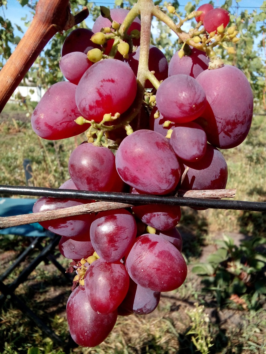 Гроздь Вероники на удалённом позже кусте 