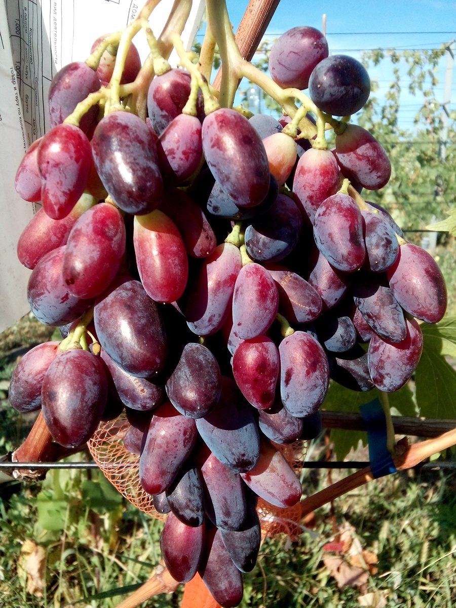 Грозь Джованни 