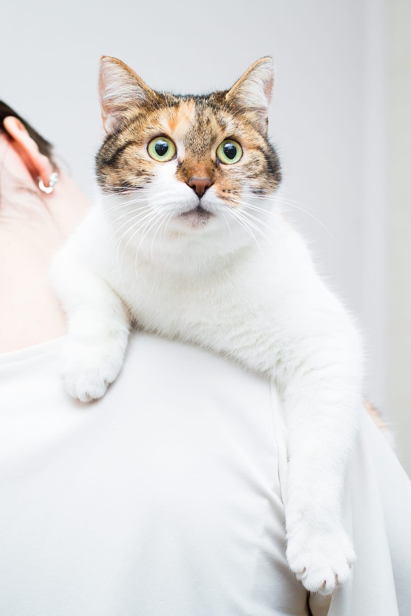 Вот такая трогательная коша)