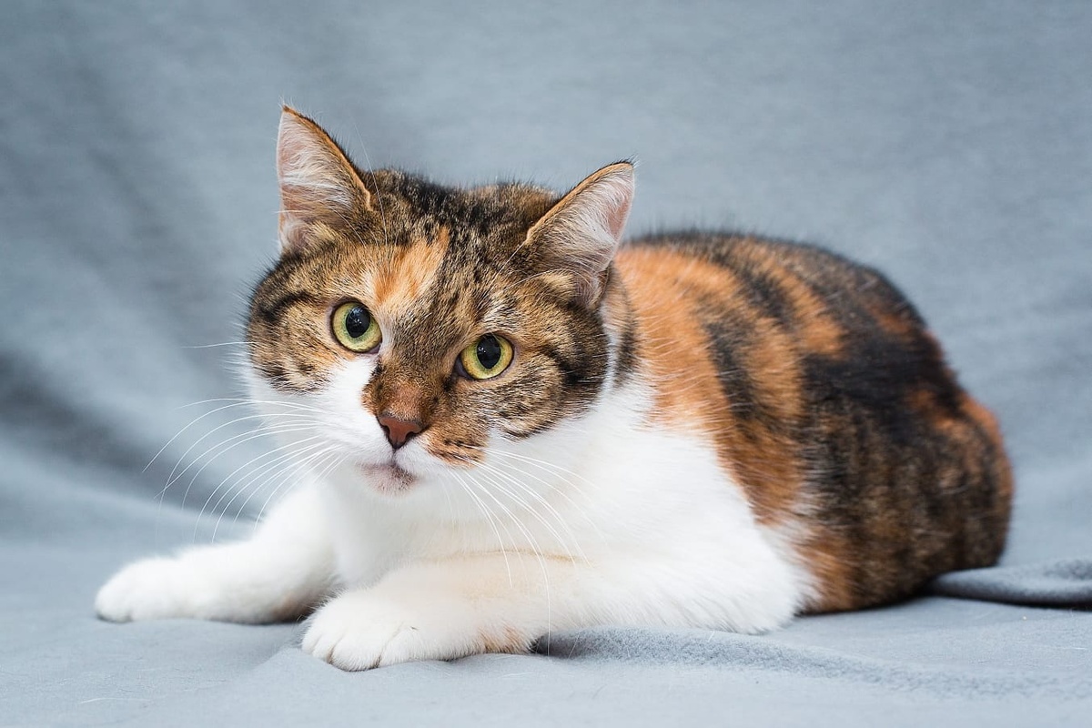 Добротная такая кошь