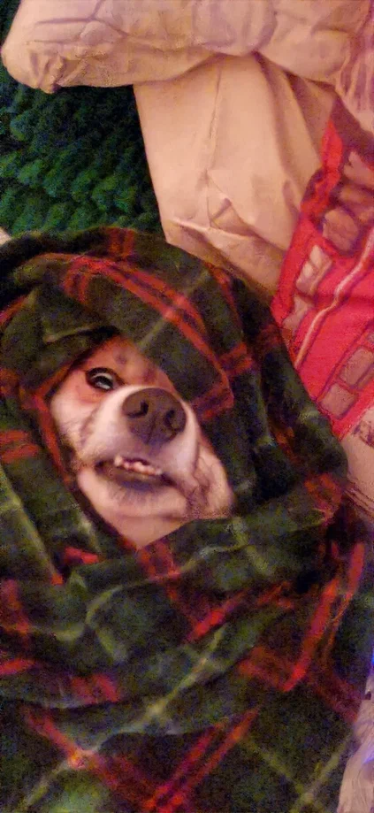 Готовимся к холодам, но по-собачьи — с комфортом