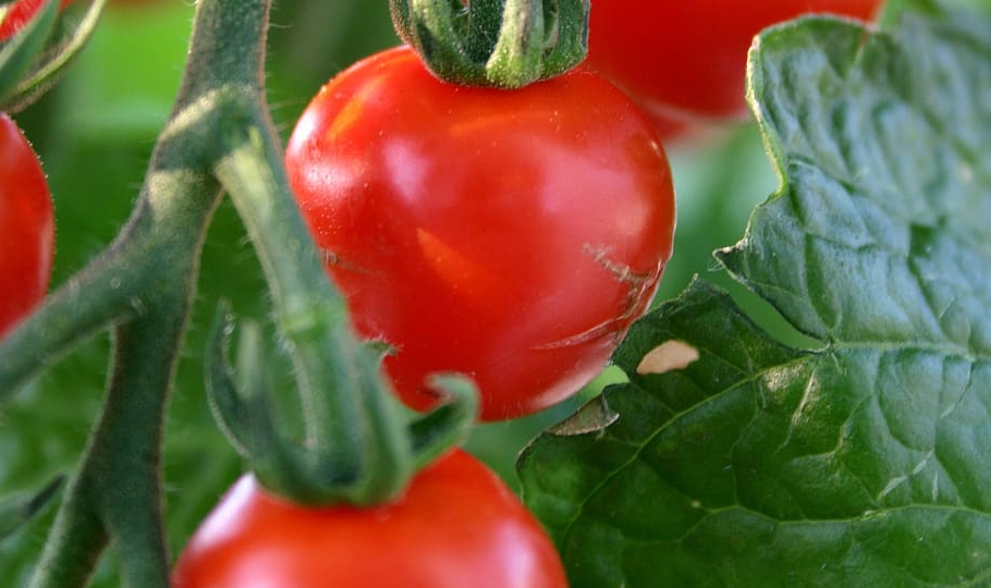 Семенные секреты томатов: Почему вам врут про рассаду и самоопыление. Или кидайтесь тапками в свое отражение, дачники!