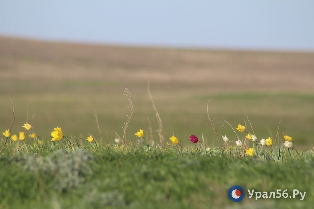    В Оренбургской области появятся заказник «Троицкий» и памятник природы «Верховья Чагана»