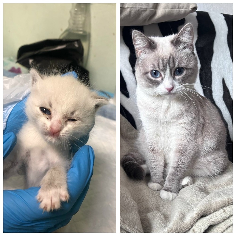 Красотка Сержиу уехала из приюта домой 28 ноября 2023 года. 