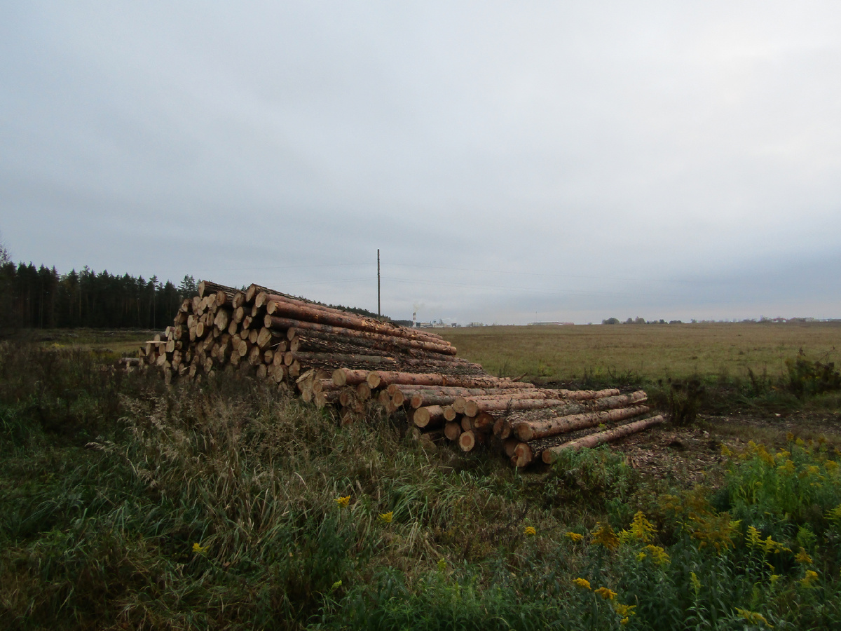Для фотосъемки мы забрались на этот штабель бревен