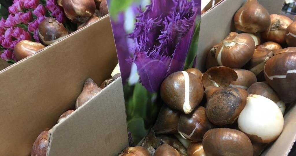 Детки тюльпанов что делать: Посадить или выбросить проще?