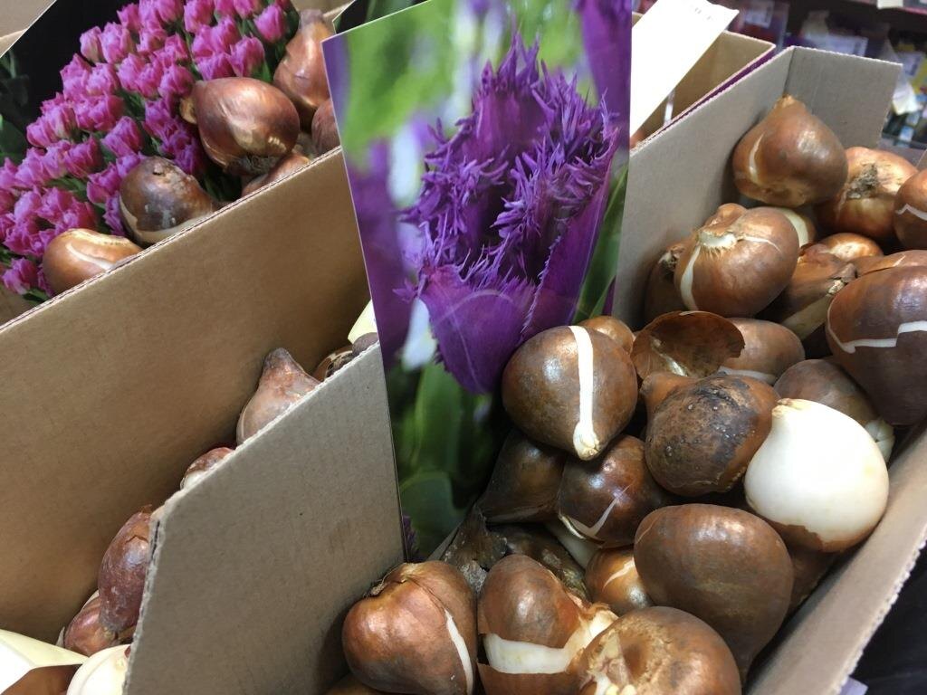 Я уже давно охват луковиц могу определить на глазок.