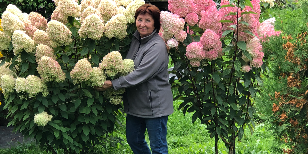 Как правильно посадить метельчатую гортензию: пошаговая инструкция для садоводов