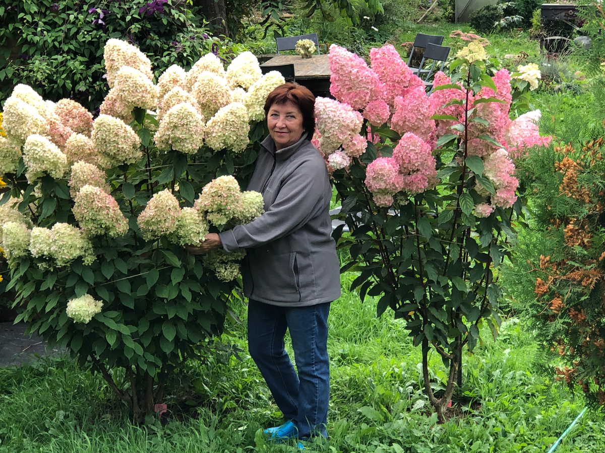 Метельчатые гортензии Лаймлайт и Ванилла Фрайз растут у меня уже 9 лет!