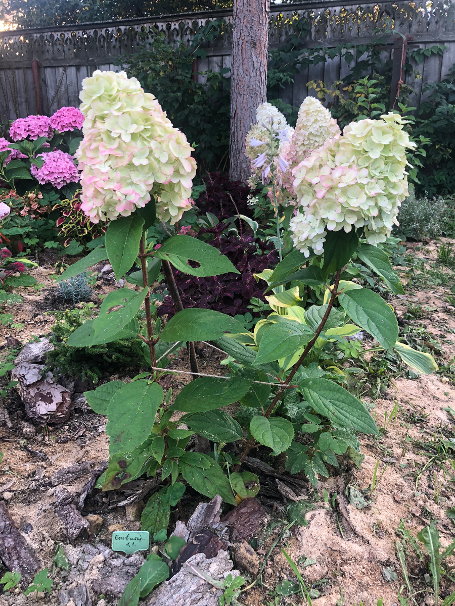 Метельчатая гортензия Бонфайер, посажена в 2024 году из Р9. Сентябрь 2025