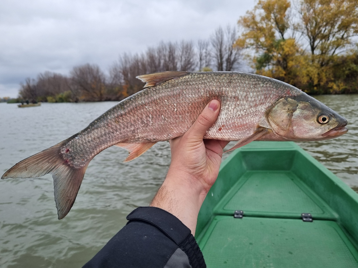Речной корсар, не иначе
