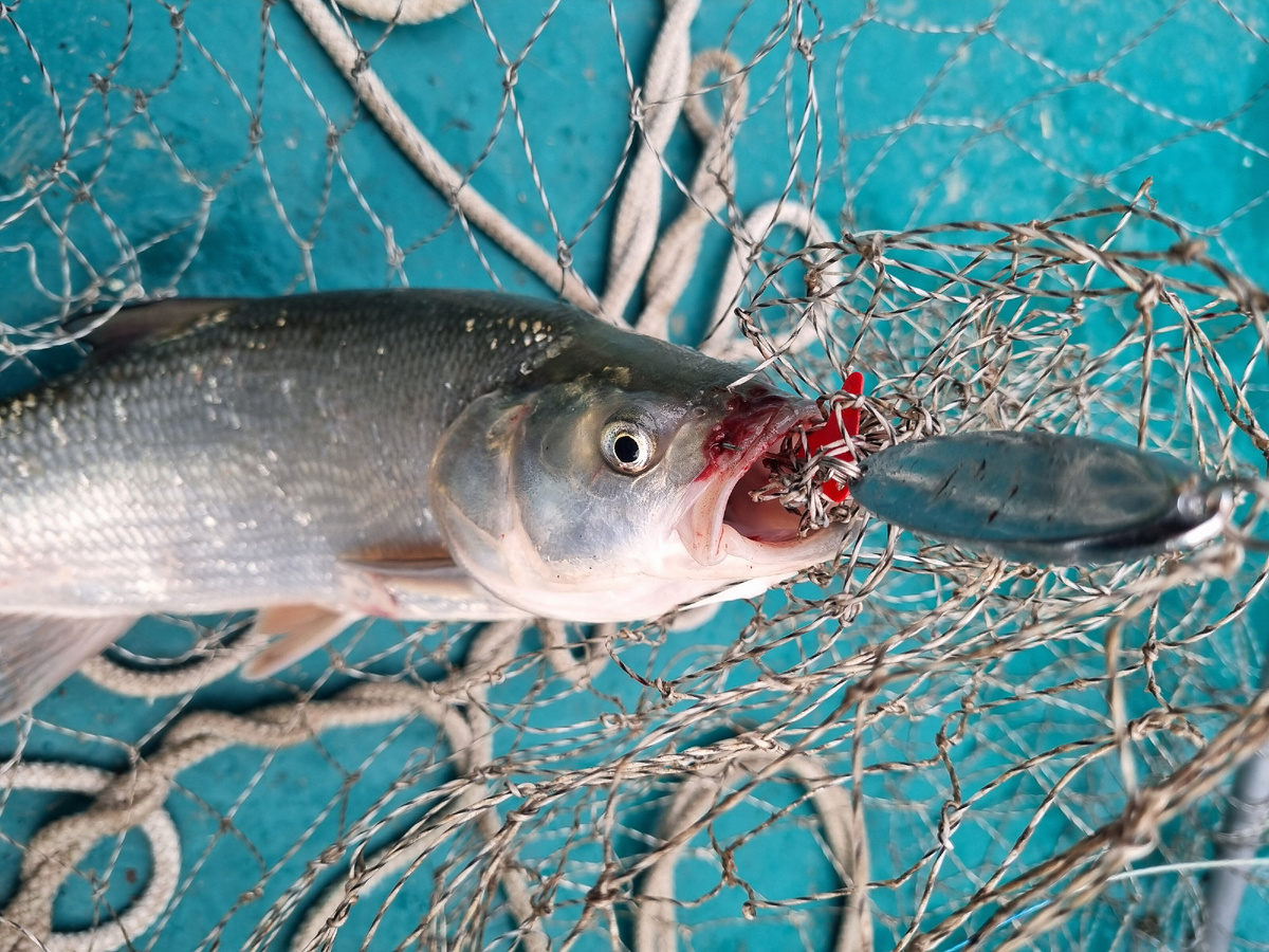 Кастмастер - одна из самых надёжных приманок для ловли жереха