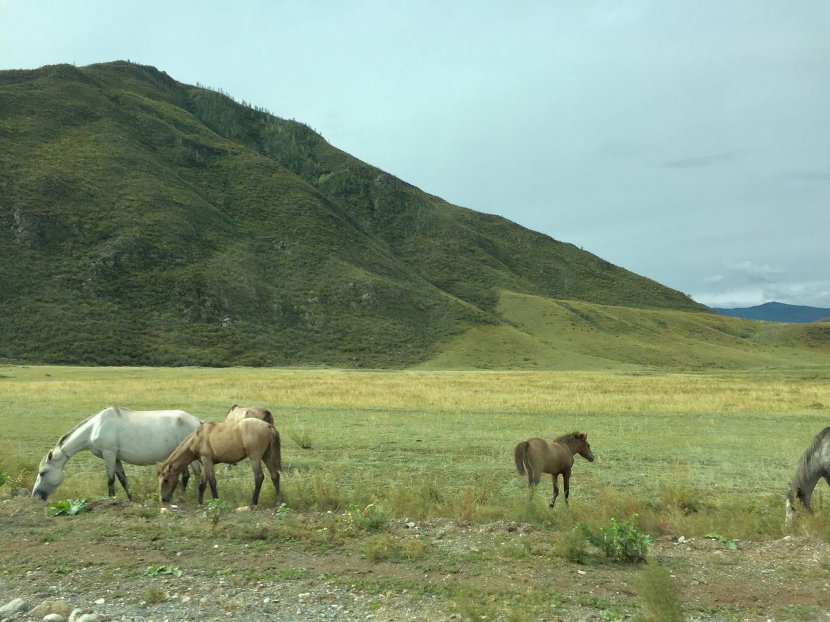 Республика Алтай, август, 2020
