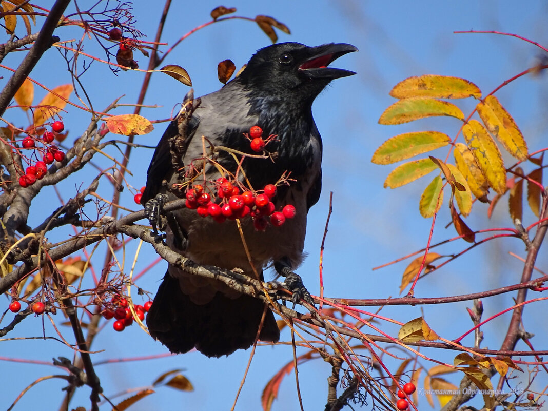Изображение из открытых источников