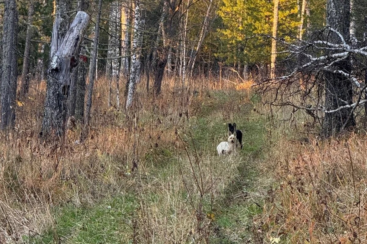    Дорога на Буратинку, снято 27 сентября, ровно за день до исчезновения Усольцевых.