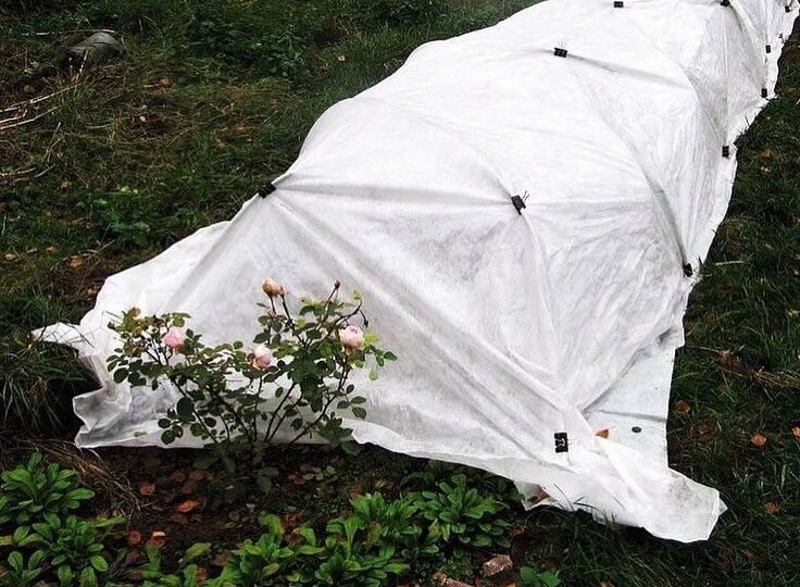 Как укрыть и подготовить розы к зиме