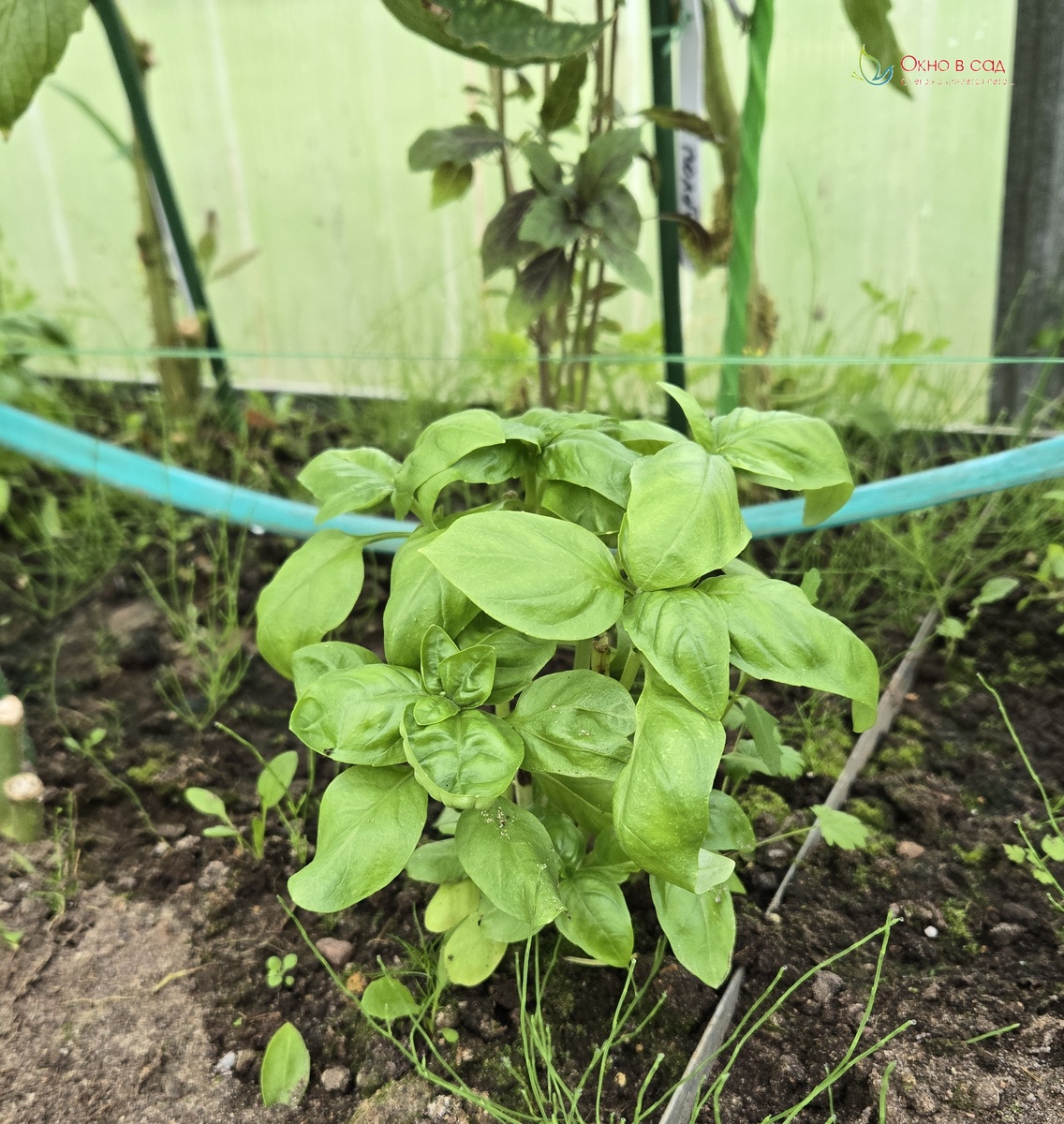 Ереванский изумруд