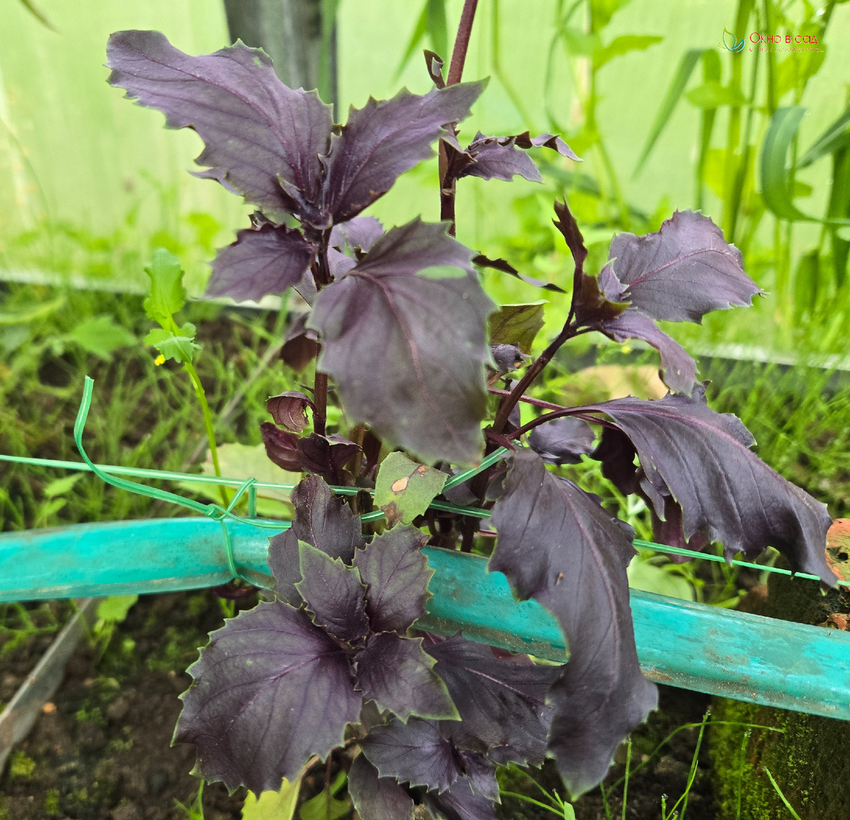 Ереванский рубин