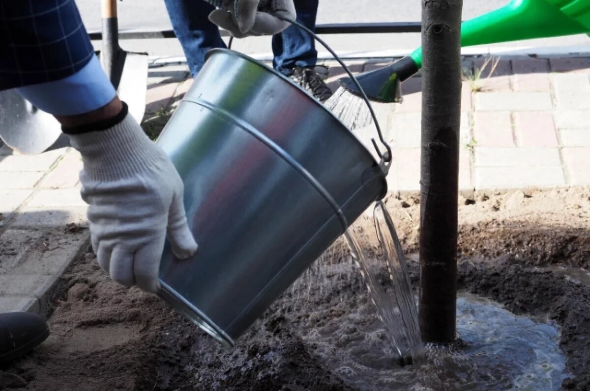    На Правобережье Калуги высадят 130 деревьев в рамках кампании по озеленению