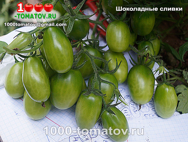 Томат Шоколадные сливки фото 1