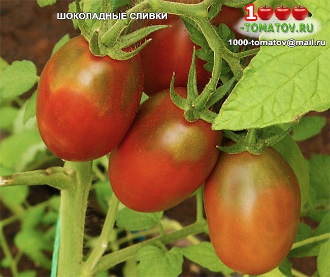 Томат Шоколадные сливки фото 2