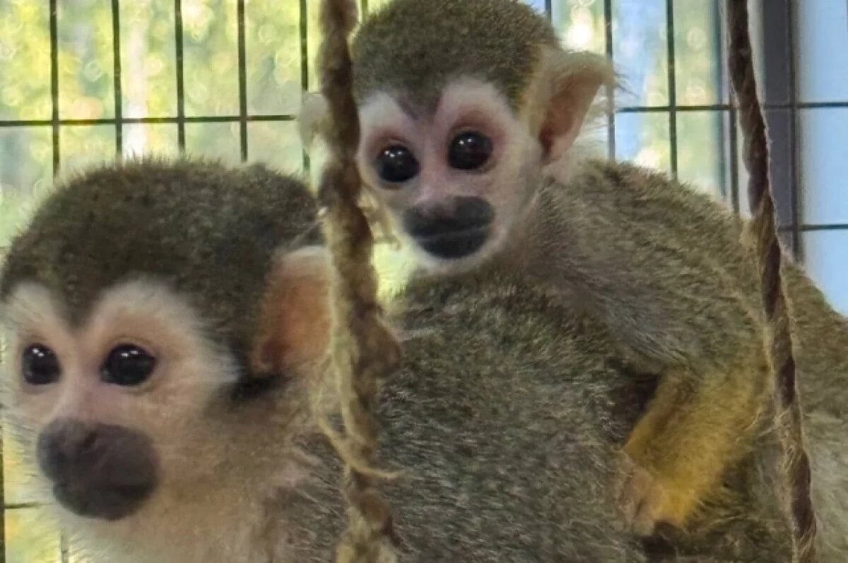    Белгородский зоопарк поделился кадрами с детёнышем обезьянок саймири