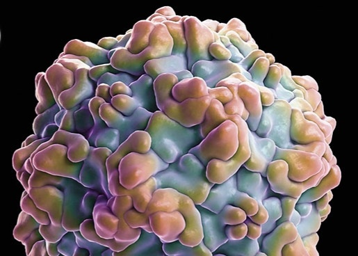 Virus panleukopenia feline