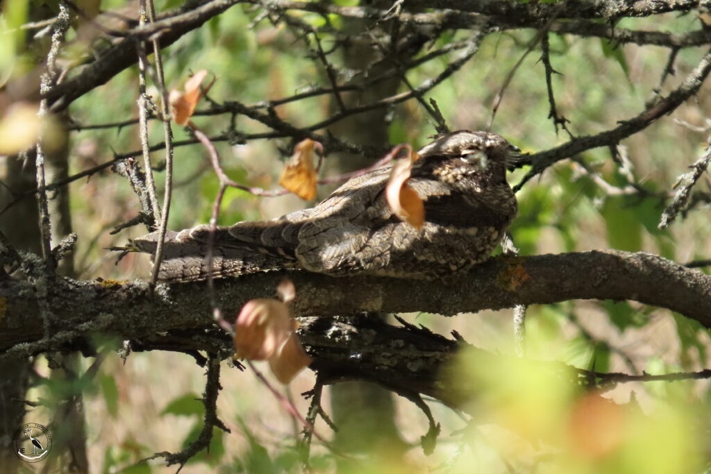    Козодой, клювик видно.27.08.25 Анна Власова