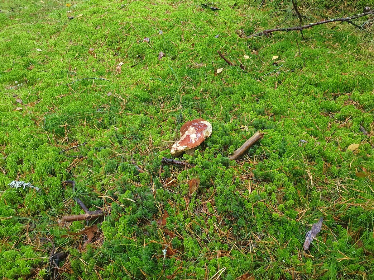 Белый гриб сосновый (Boletus pinophilus)