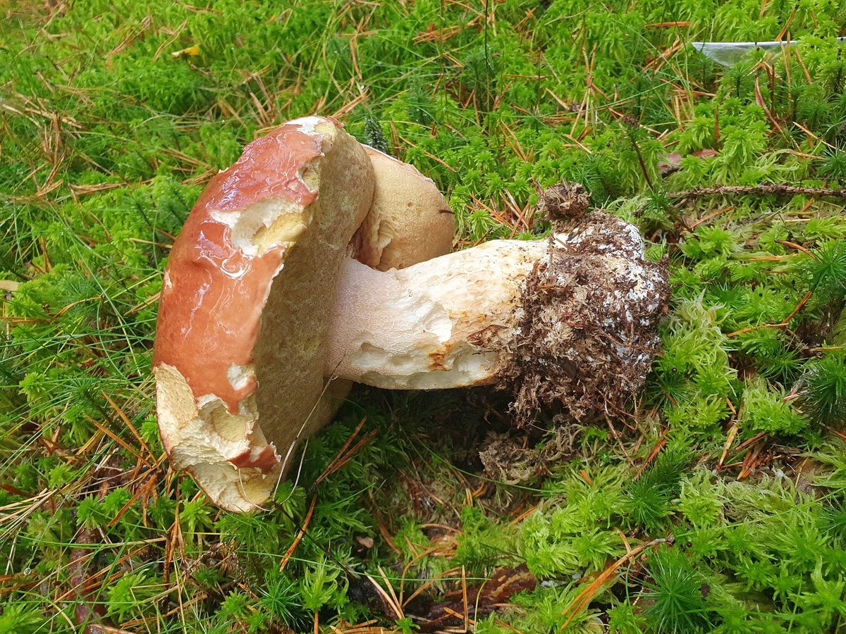 Белый гриб сосновый (Boletus pinophilus)