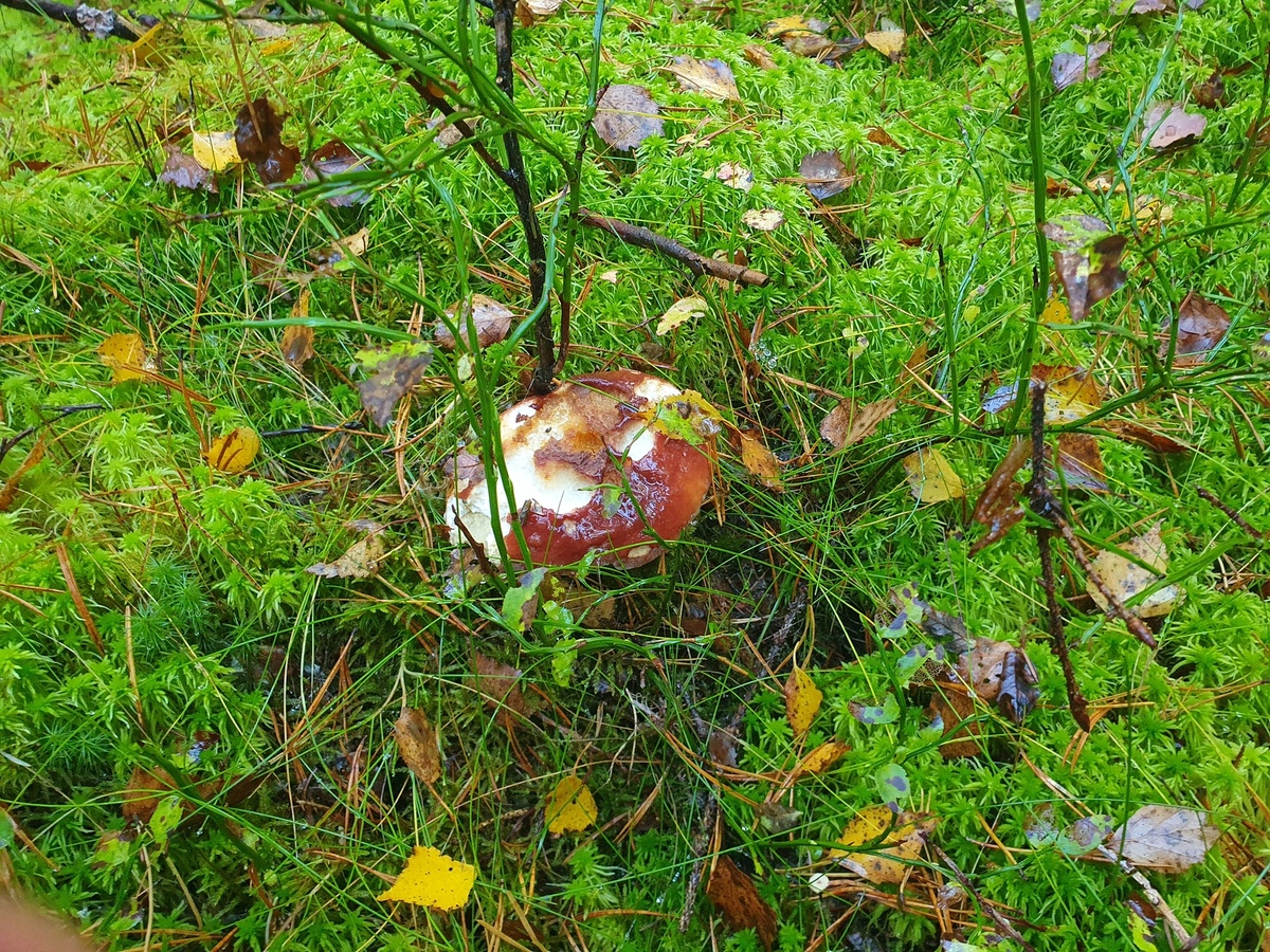 Белый гриб сосновый (Boletus pinophilus)