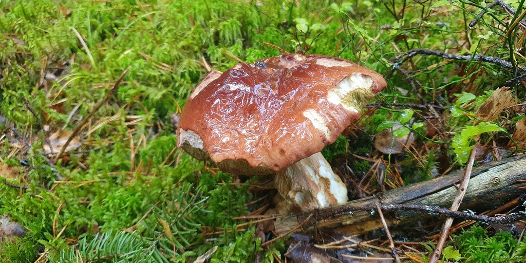 Конец грибного сезона в Питере 19.10.2025