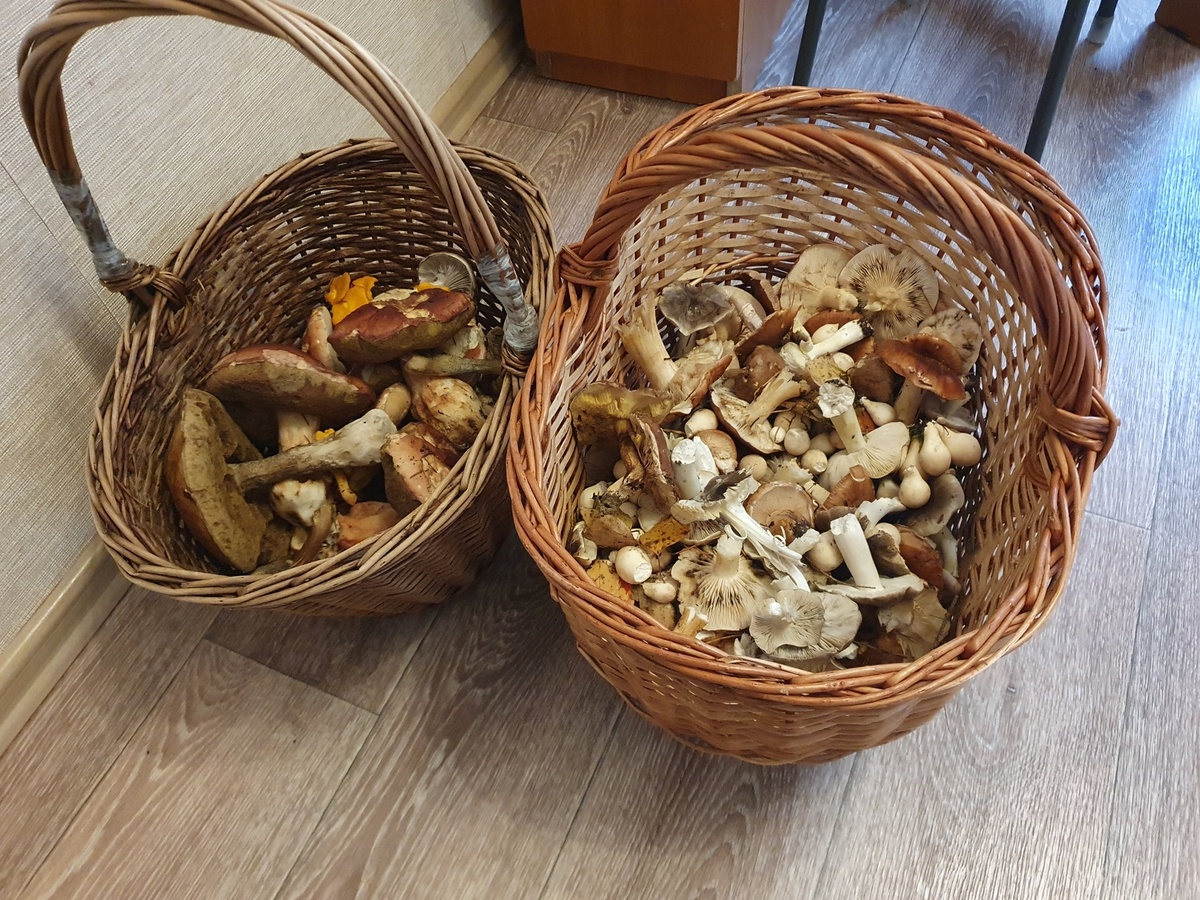 Урожай 11.10.25