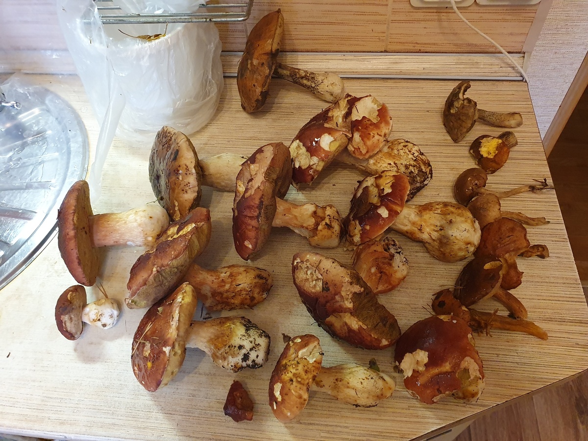 Урожай 11.10.25 Боровики, Белый, Подосиновик, несколько Польских и Подберёзовиков