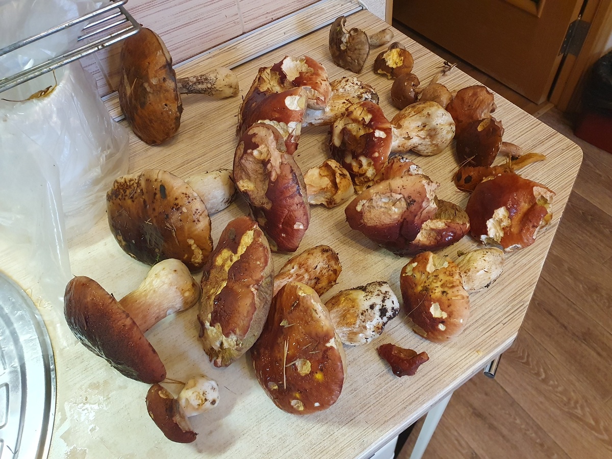 Урожай 11.10.25 Боровики, Белый, Подосиновик, несколько Польских и Подберёзовиков