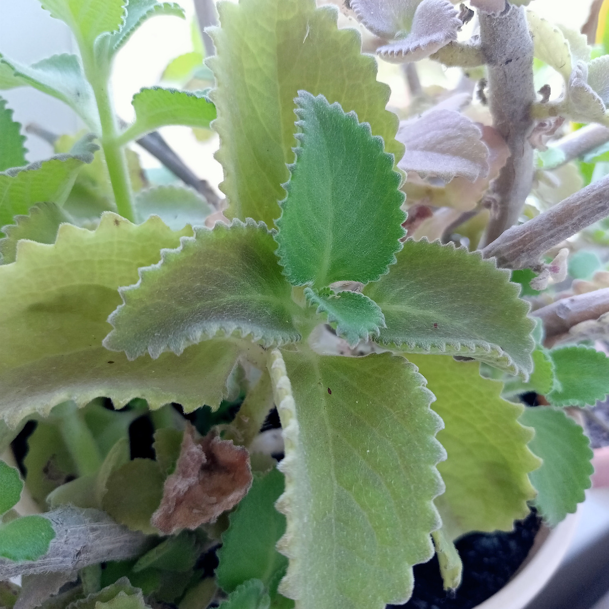 Такая вот мята. С толстенькими листьями.