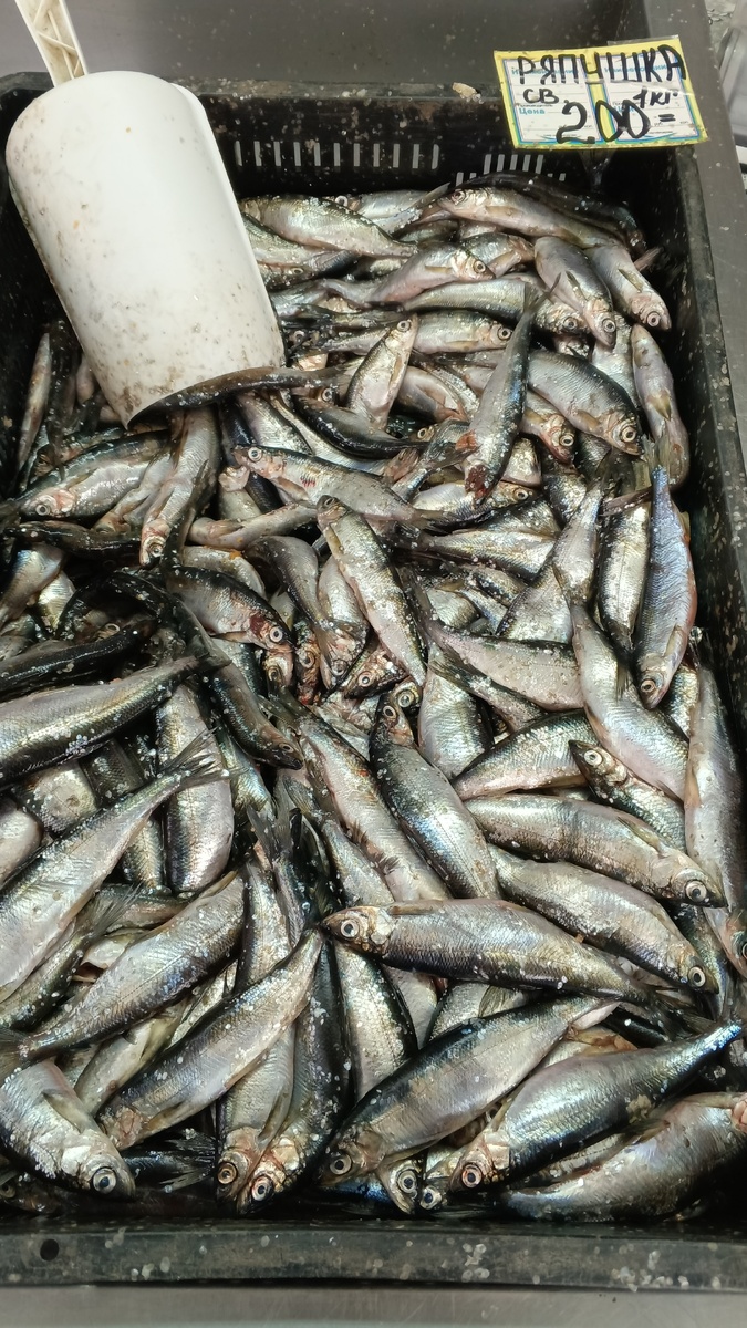 фото автора: ряпушка в ящике