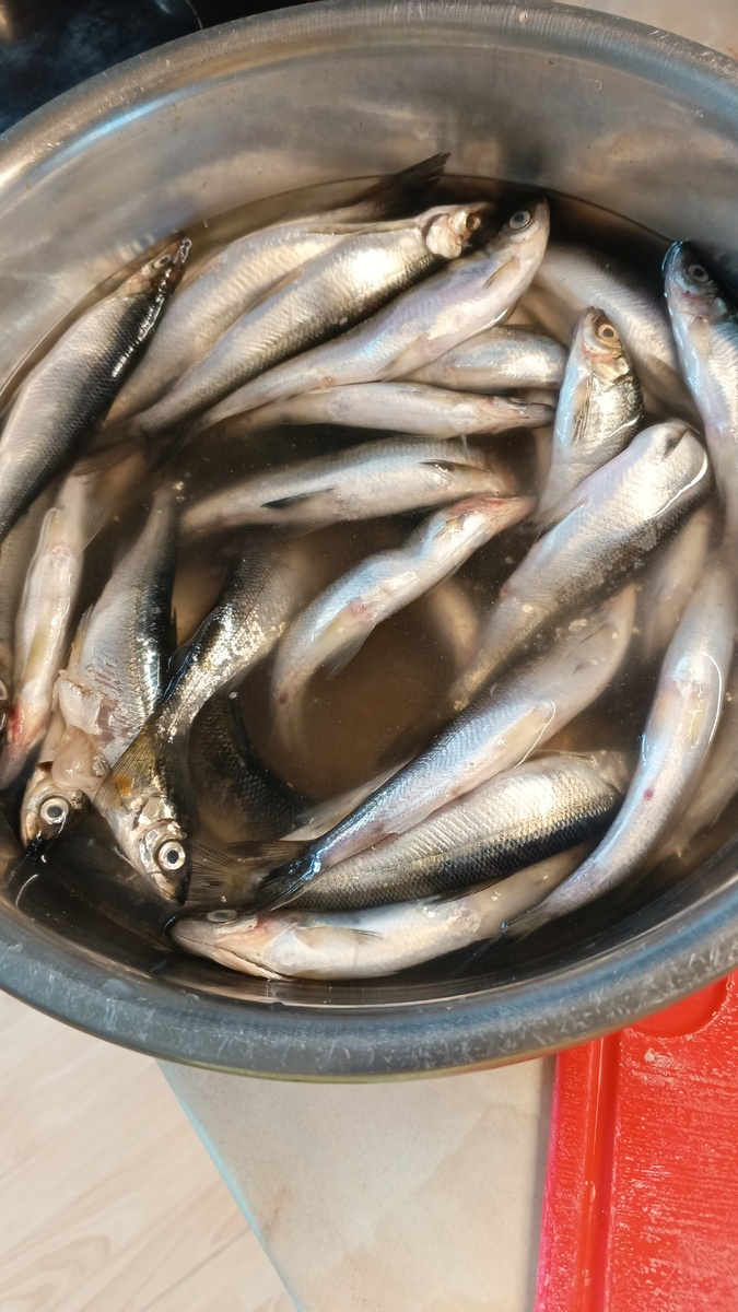 фото автора: ряпушку принесла из магазина, в таз с водой поместила, буду чистить