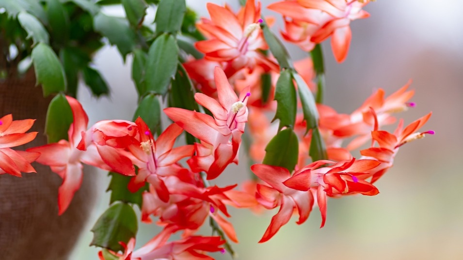 Исправляю 5 ошибок декабриста в октябре. Цветущий куст всю зиму