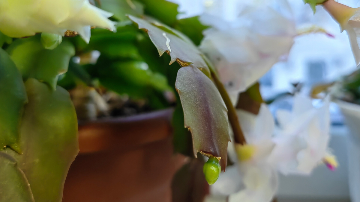 Прохладное содержание - обязательное условие для будущего цветения