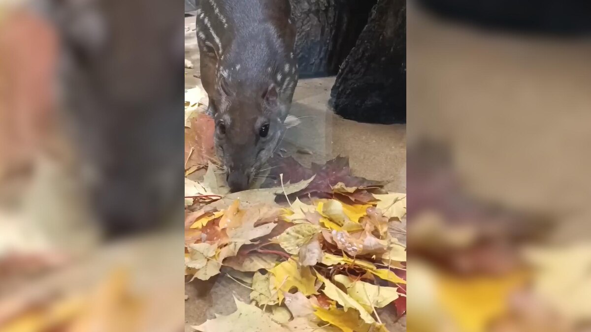    Фото: t.me/lenzoopark