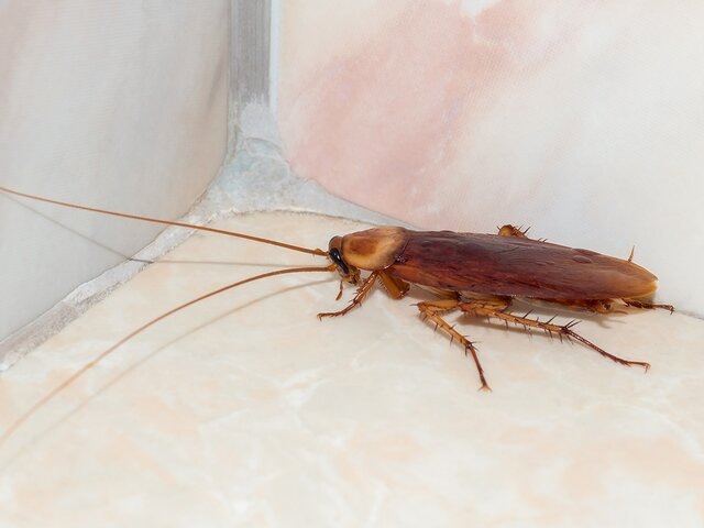    Фото: 123RF/poravute