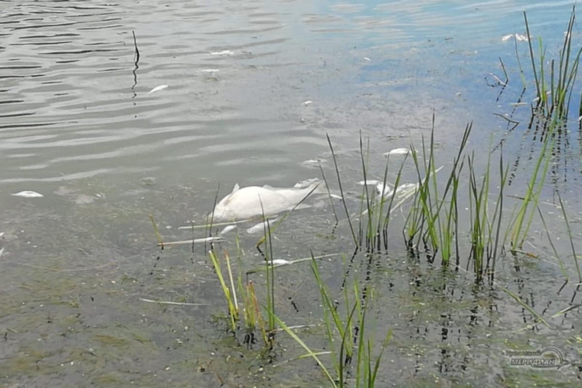    Фото: Александр Андрюков, источник: ural-meridian.ru