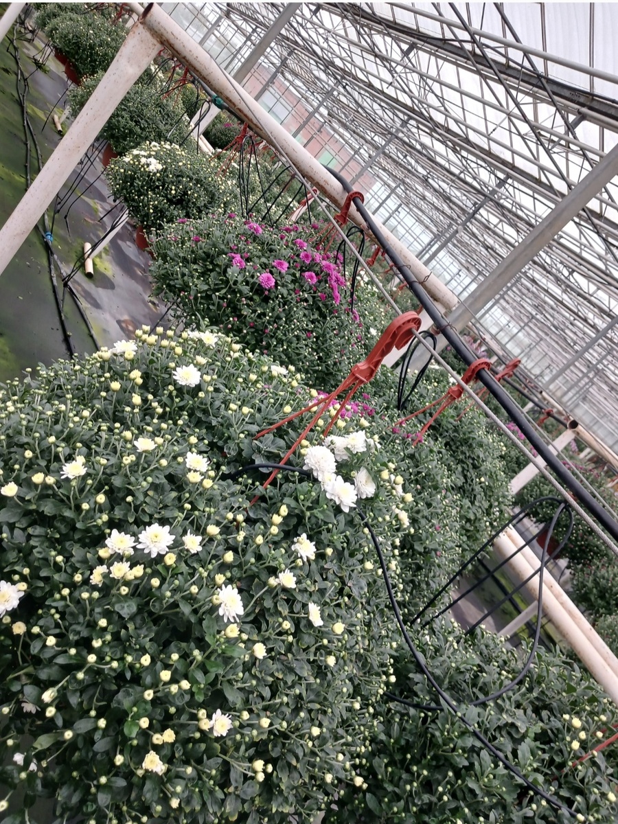 Хризантемы 