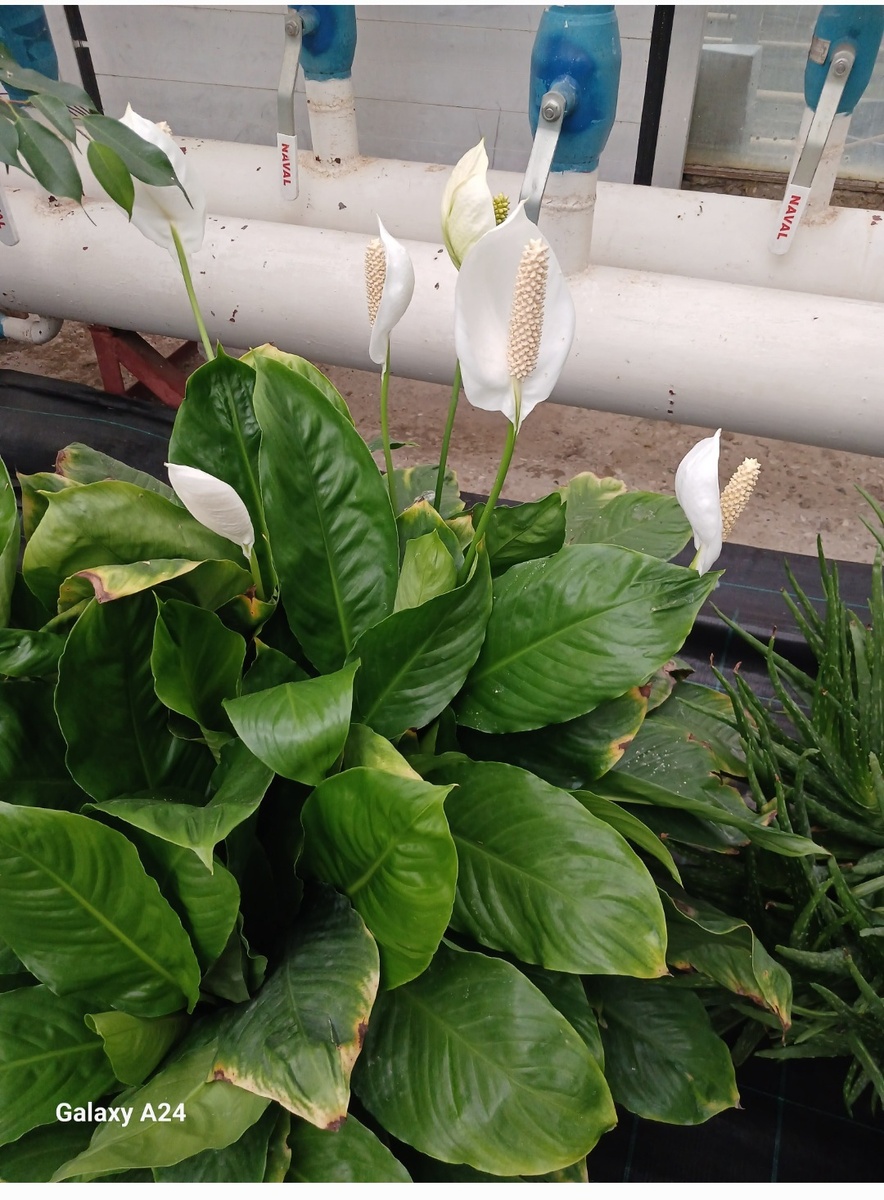 Женское счастье)))))