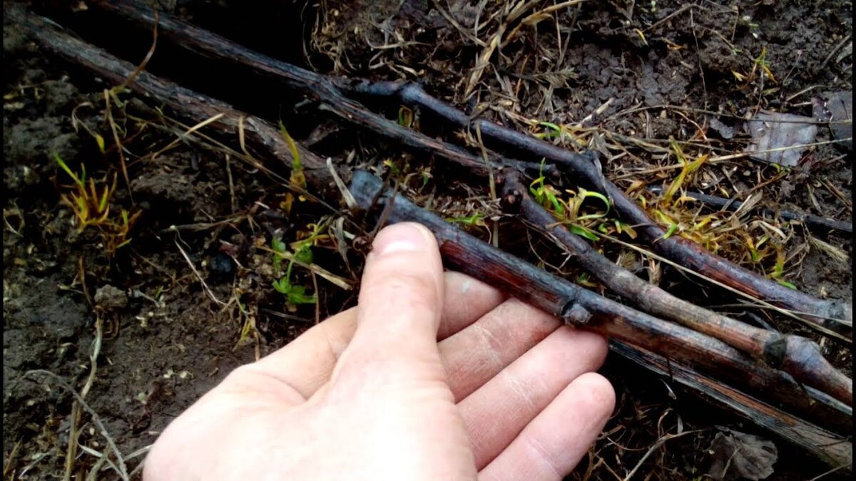 сопревшая лоза винограда