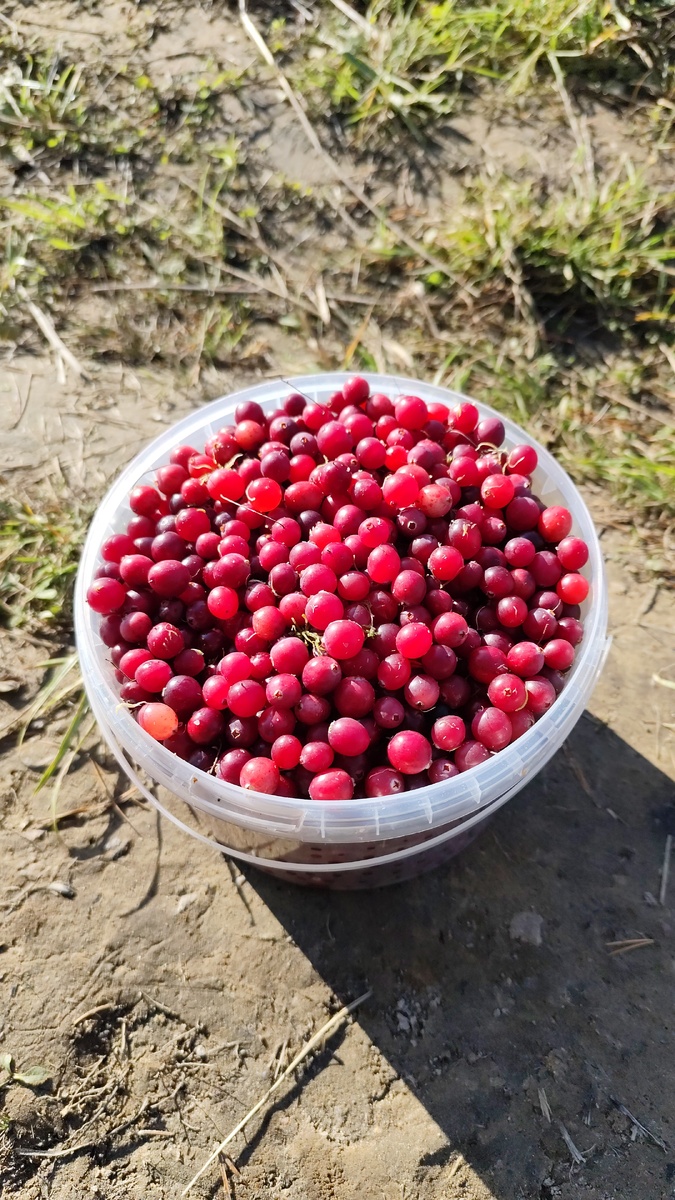 Отборная клюква в моем ведре